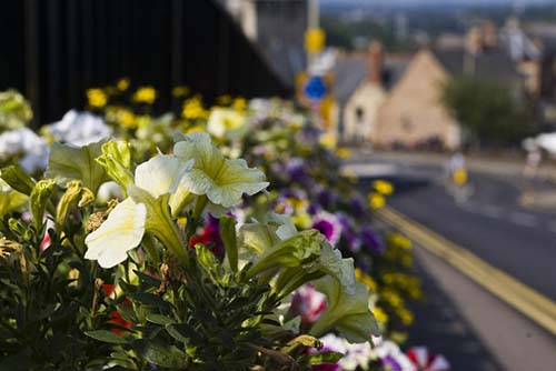 mansfield-mowing-mulching-flower