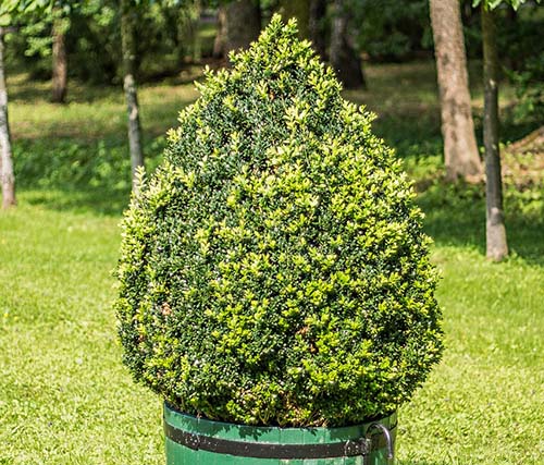 mansfield-mowing-mulching-shrub